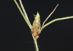 Bulbostylis capillaris