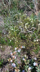 Lachnaea uniflora