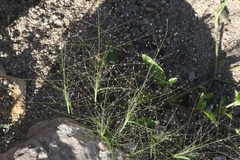 Muhlenbergia