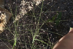 Muhlenbergia