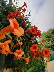 Campsis
