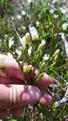 Lachnaea uniflora