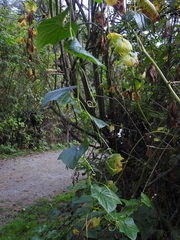 Marah oregana