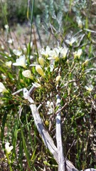 Lachnaea uniflora