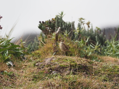 Cinclodes albidiventris