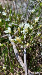 Lachnaea uniflora