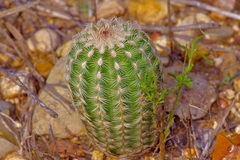 Echinocereus reichenbachii caespitosus