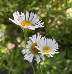 Erigeron glacialis