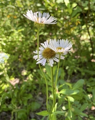 Erigeron glacialis