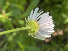 Erigeron glacialis