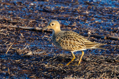 Calidris subruficollis