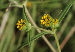 Melampodium longicorne