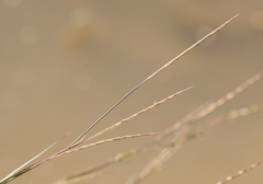 Elionurus barbiculmis