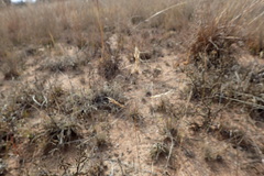 Aristida congesta barbicollis