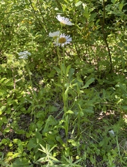 Erigeron glacialis
