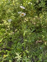 Erigeron glacialis