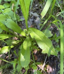 Erigeron glacialis