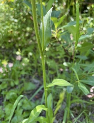 Erigeron glacialis