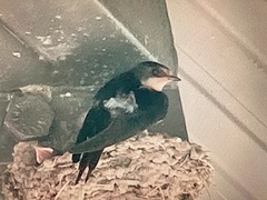 Hirundo rustica