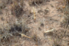 Aristida congesta barbicollis