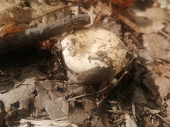 Russula delica