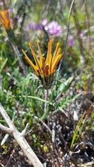 Gazania ciliaris