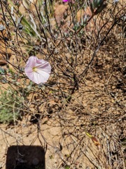 Convolvulus capensis