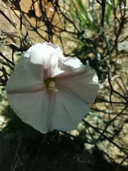 Convolvulus capensis
