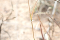 Aristida congesta barbicollis