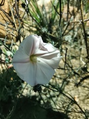 Convolvulus capensis