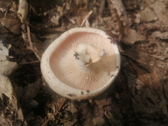 Russula delica