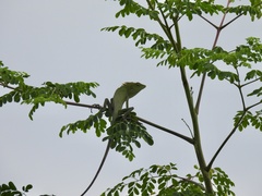 Bronchocela jubata