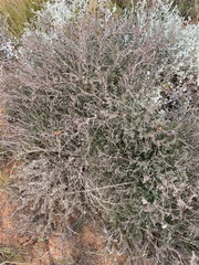 Swainsona stipularis