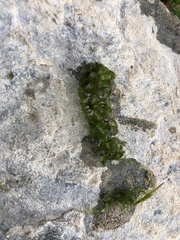 Elodea nuttallii