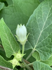 Gonolobus gonoloboides