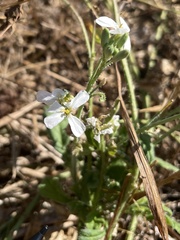 Brassicaceae