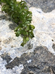 Elodea nuttallii
