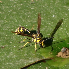 Phimenes arcuatus