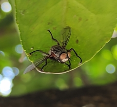 Entomophthora