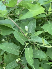 Gonolobus gonoloboides