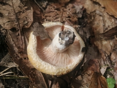 Russula delica