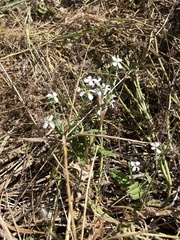Brassicaceae