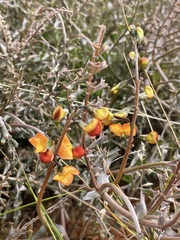 Swainsona stipularis