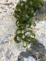 Elodea nuttallii