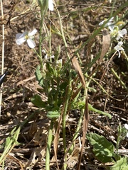 Brassicaceae