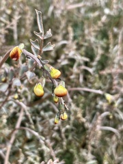 Swainsona stipularis