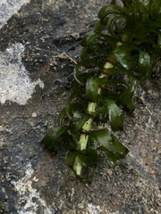Elodea nuttallii