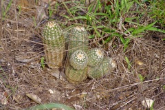 Echinocereus reichenbachii caespitosus