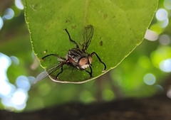 Entomophthora
