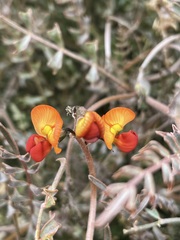 Swainsona stipularis